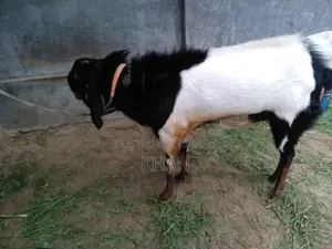 Assalamu Alaikum, High-Quality Haryana Cross Goat for Sale
