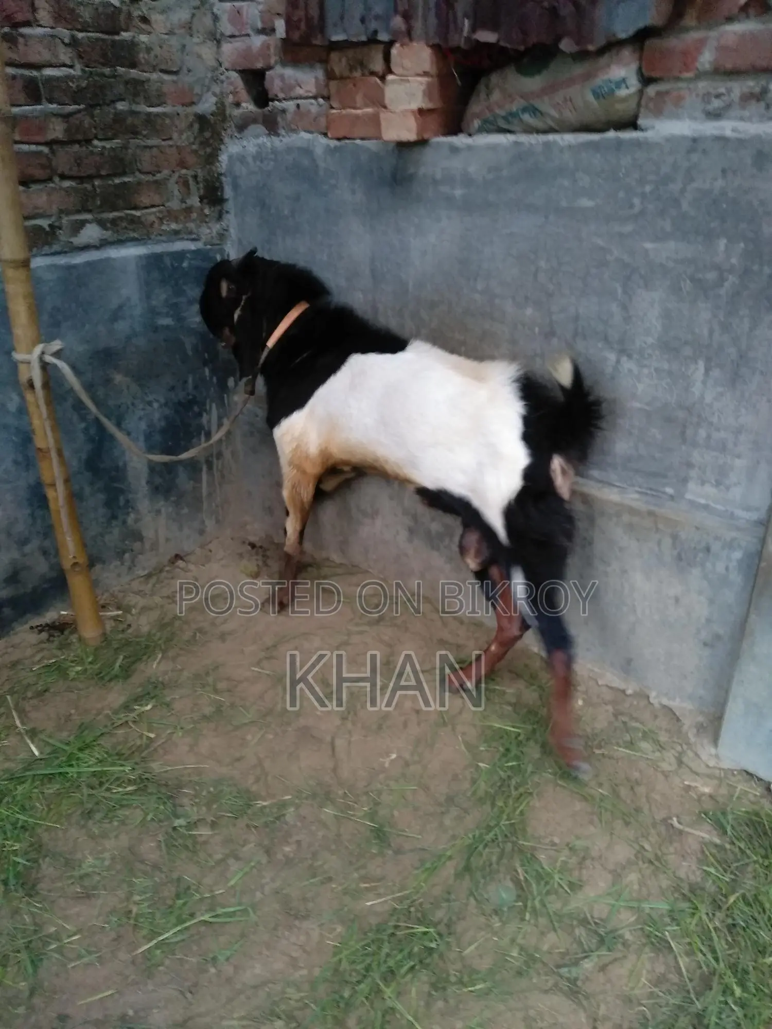 Assalamu Alaikum, High-Quality Haryana Cross Goat for Sale