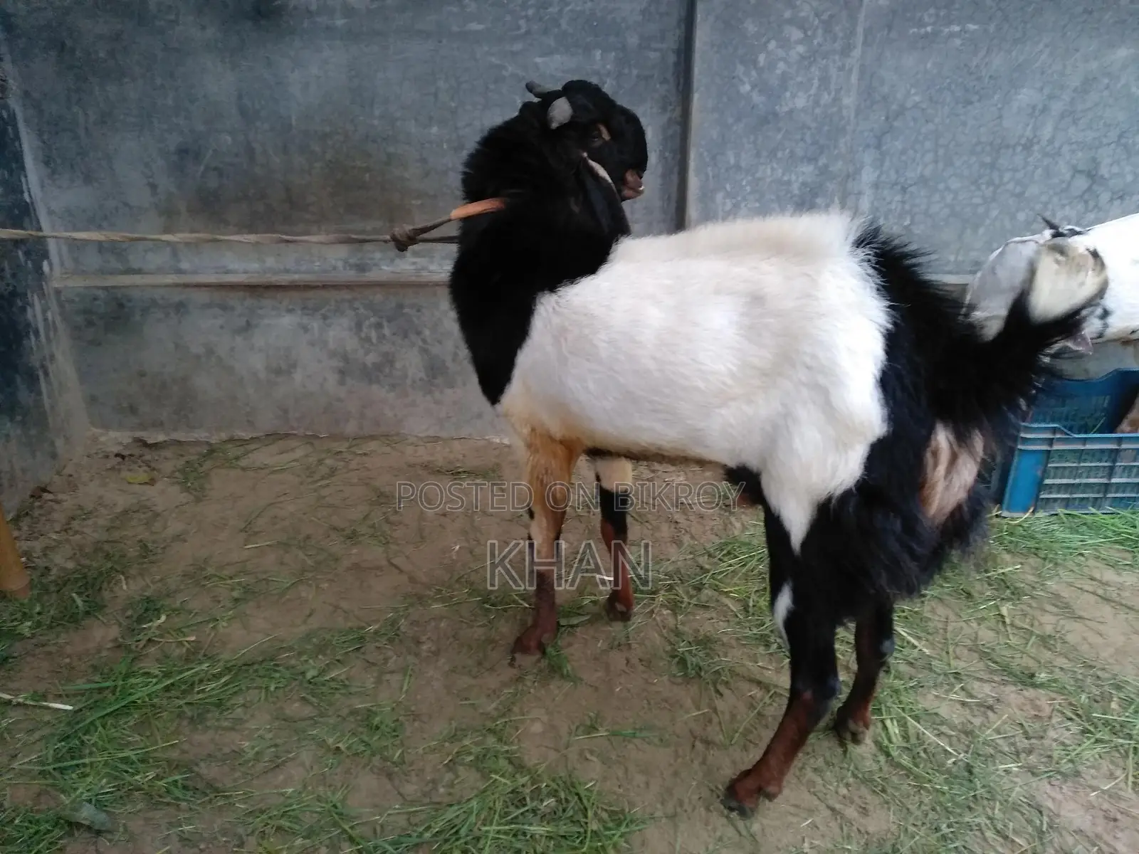 Assalamu Alaikum, High-Quality Haryana Cross Goat for Sale