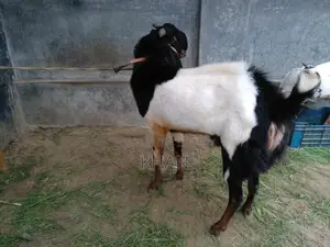 Assalamu Alaikum, High-Quality Haryana Cross Goat for Sale