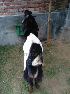 Assalamu Alaikum, High-Quality Haryana Cross Goat for Sale