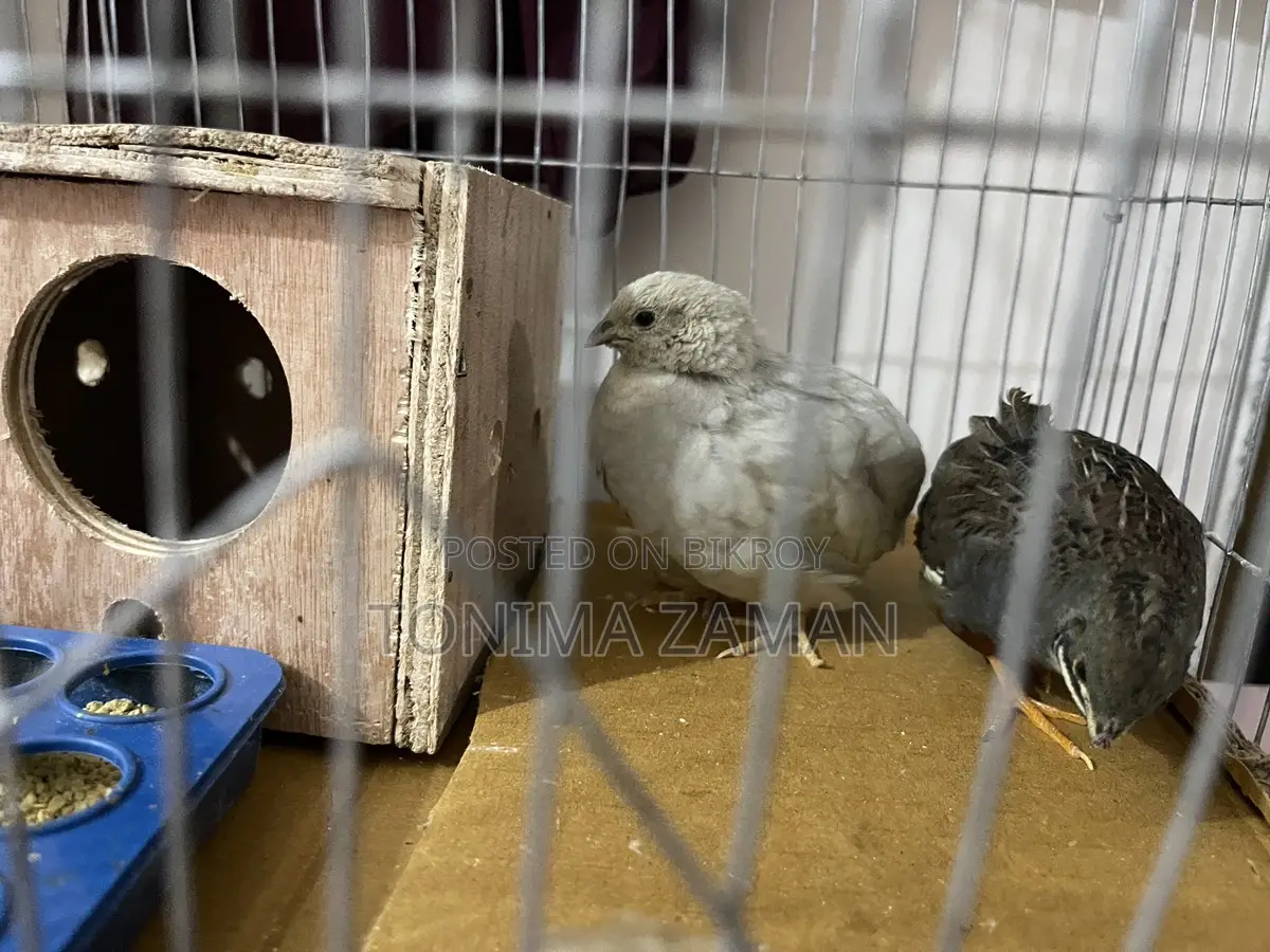 King Quail