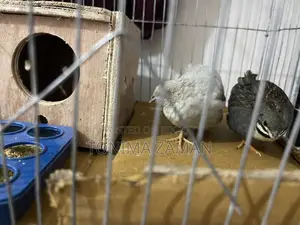 King Quail