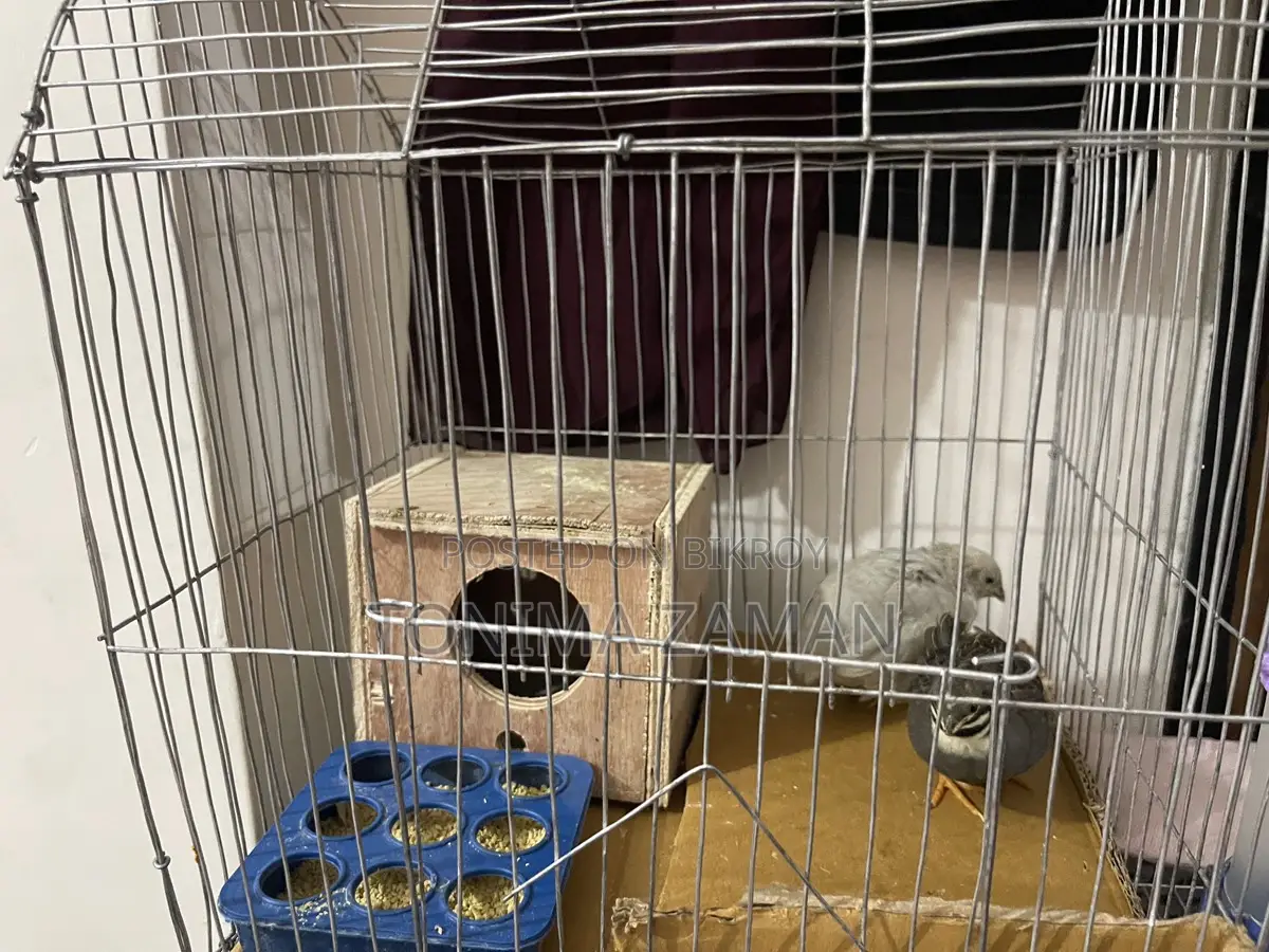 King Quail