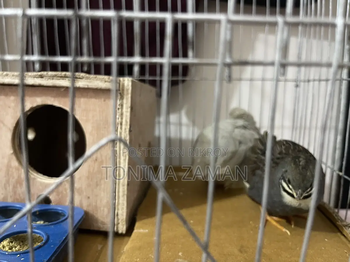 King Quail