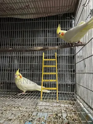 Cockatiel Bird