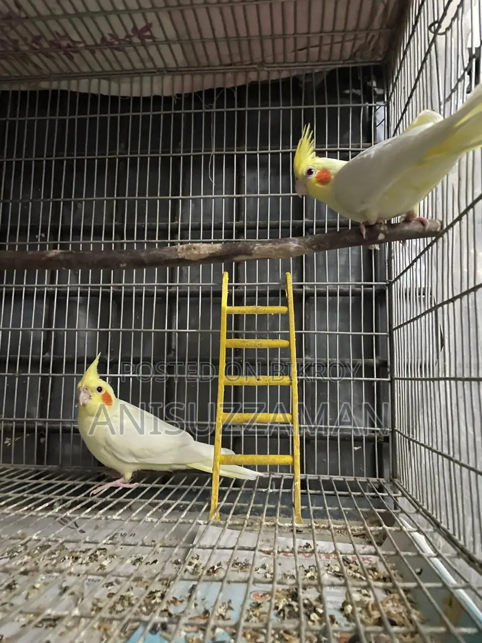 Cockatiel Bird