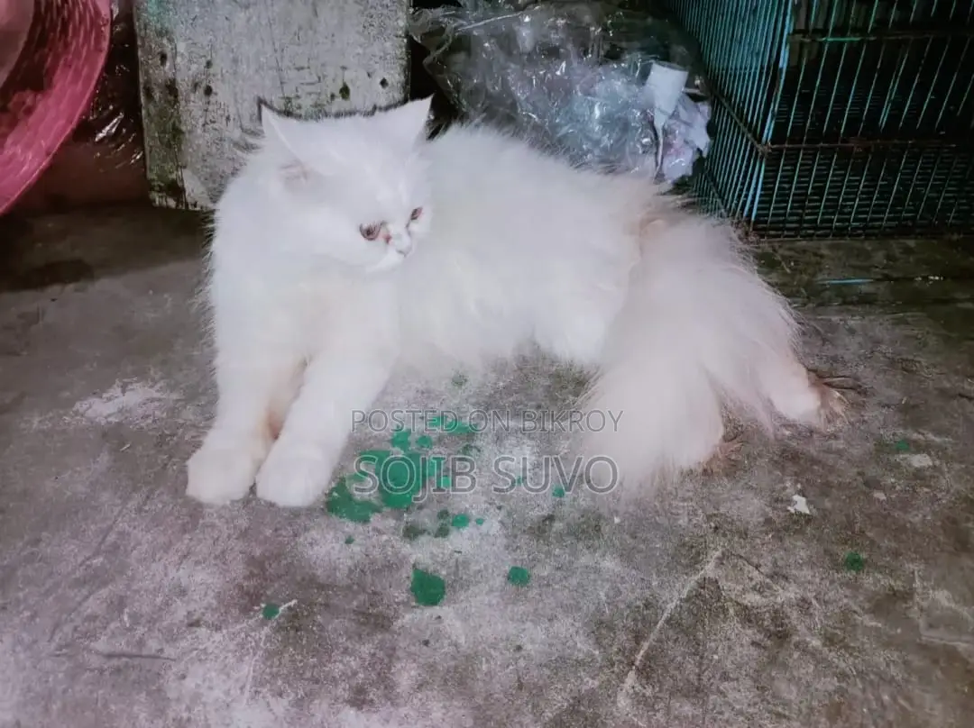 Persian Female Cat
