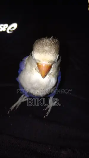 লাভ বার্ড