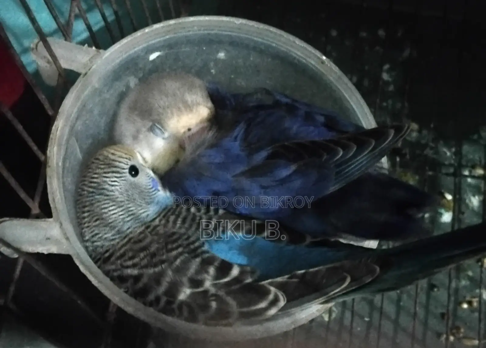 লাভ বার্ড