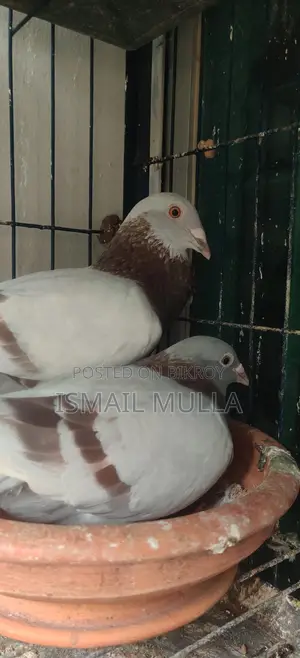 মিলি রেসার