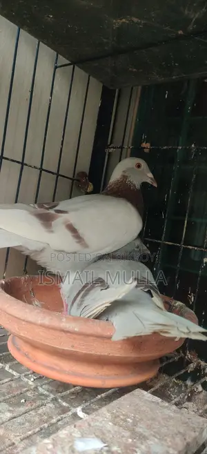 মিলি রেসার