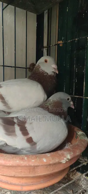 মিলি রেসার