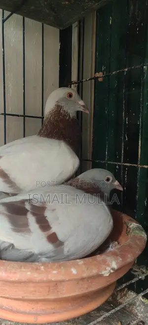 মিলি রেসার