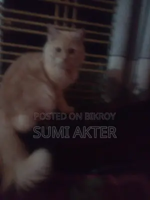 ১+ বছরের পুরুষ মিক্সড ব্রিড পার্সিয়ান