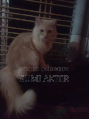 ১+ বছরের পুরুষ মিক্সড ব্রিড পার্সিয়ান