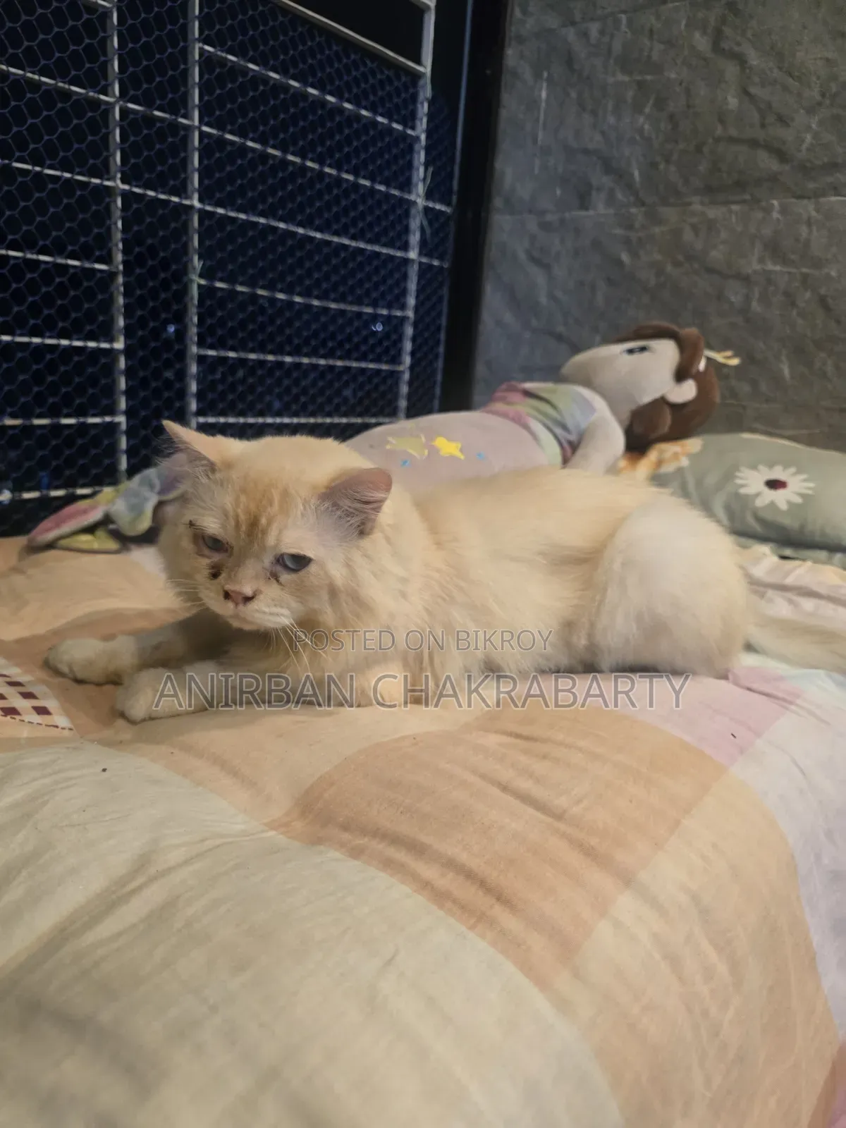 1+ Year Male Purebred Persian