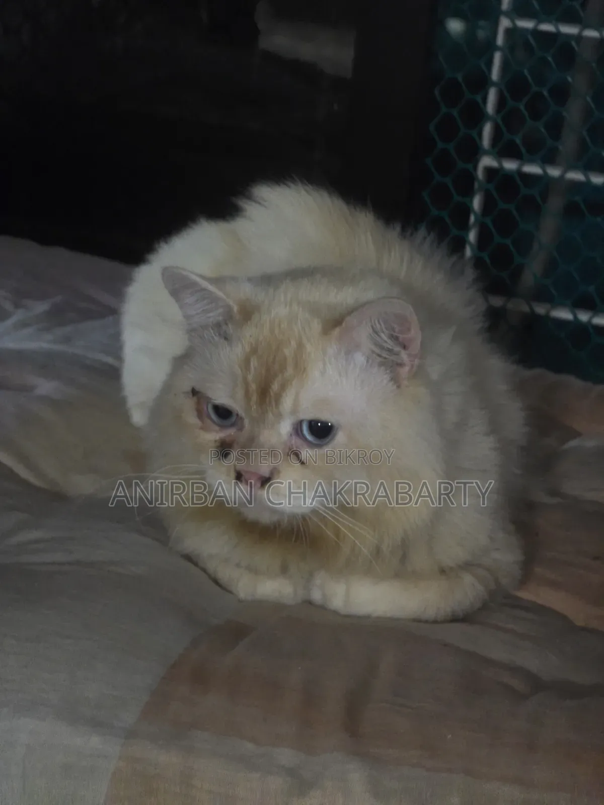 1+ Year Male Purebred Persian