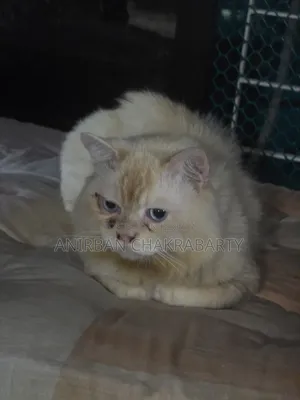 1+ Year Male Purebred Persian