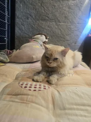 1+ Year Male Purebred Persian