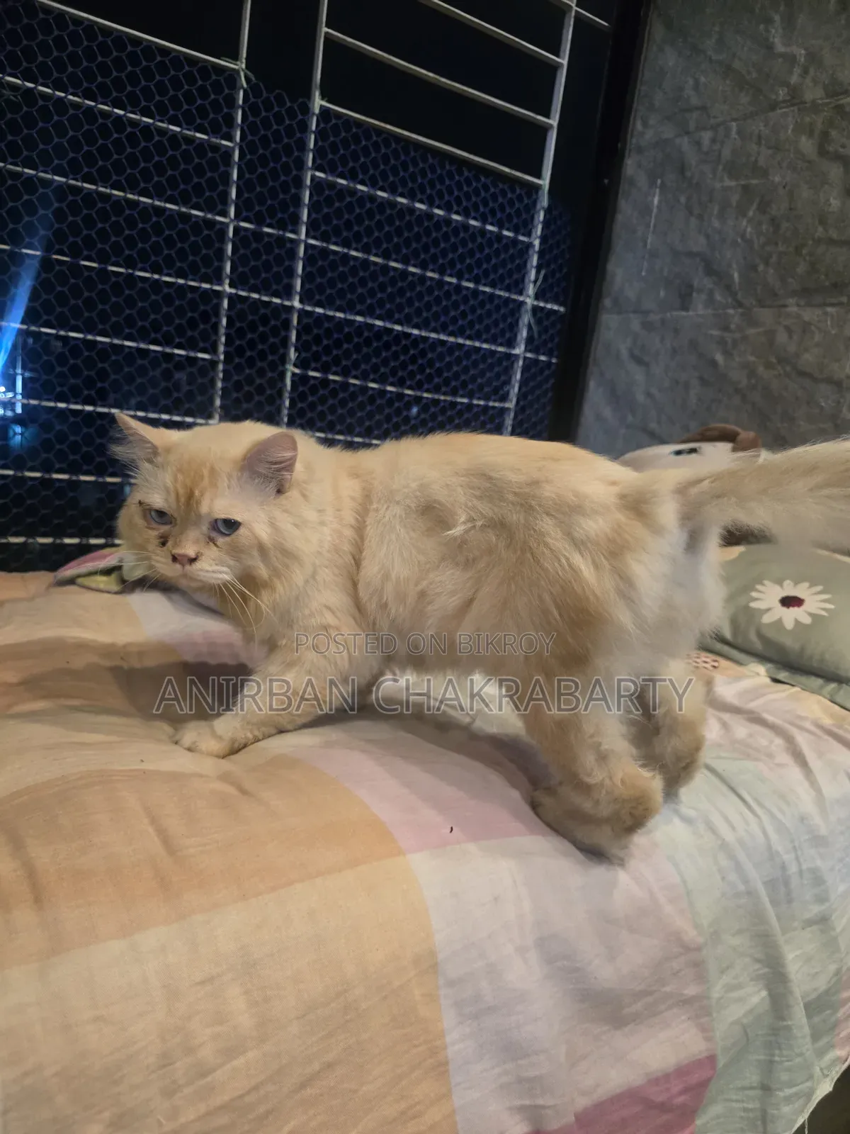 1+ Year Male Purebred Persian