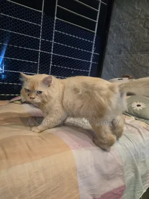 1+ Year Male Purebred Persian