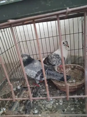 Grizzle Running Pair