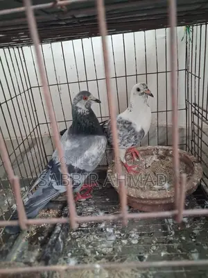Grizzle Running Pair