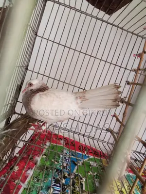 Pigeons