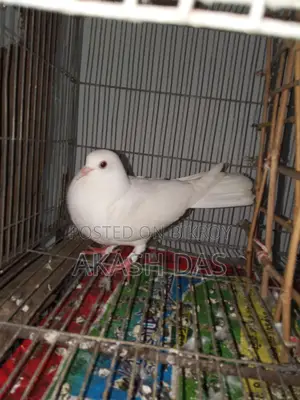 Pigeons