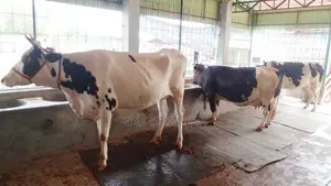 3 Dairy Cows No. 1206 - Buy with Confidence