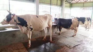 3 Dairy Cows No. 1206 - Buy with Confidence