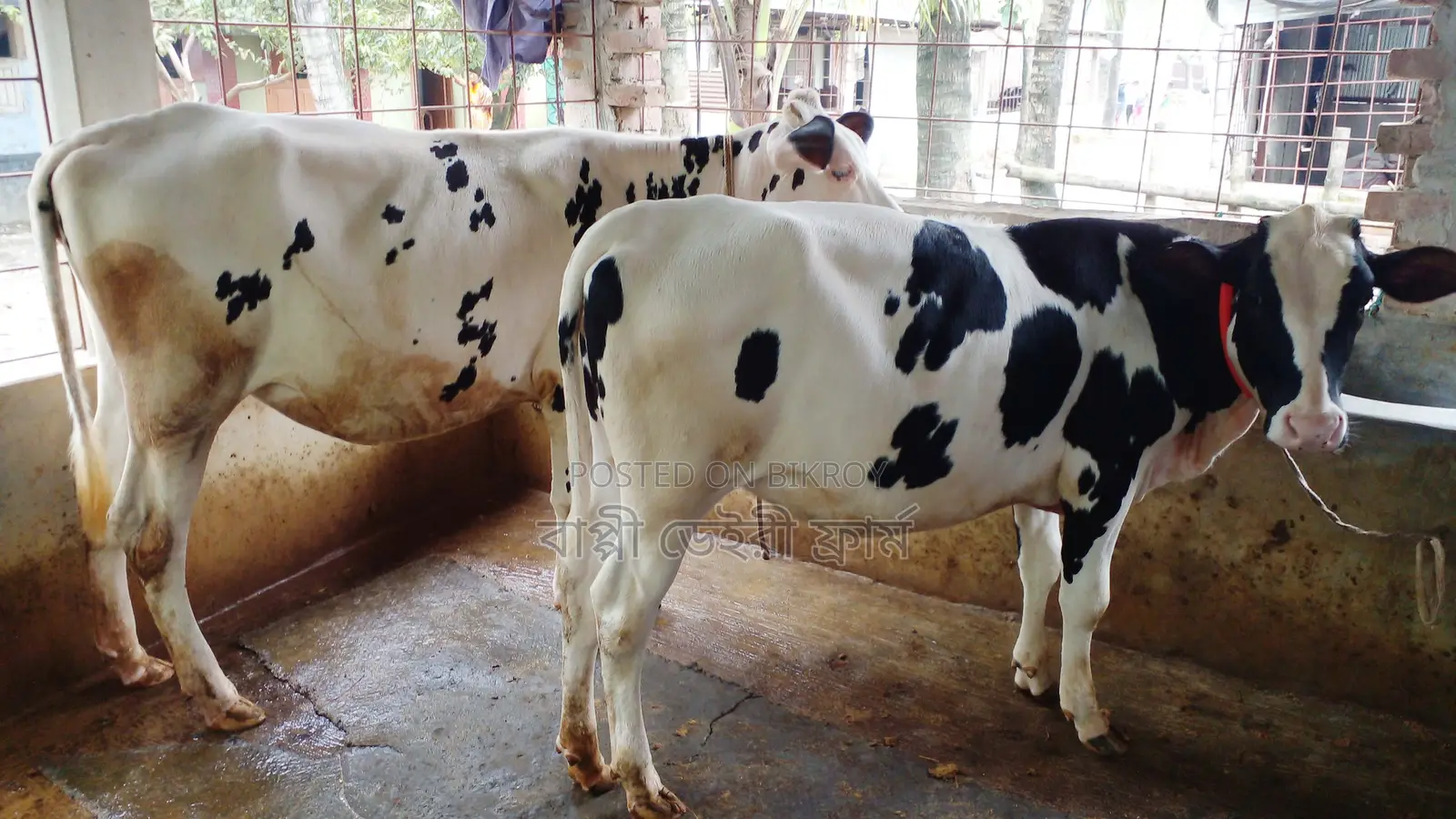 ১২১০নং ভালো জাতের ২টি বকনা বাছুর কিনুন পোষার জন্য ।