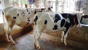 ১২১০নং ভালো জাতের ২টি বকনা বাছুর কিনুন পোষার জন্য ।