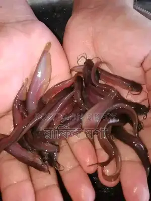 শিং মাছের পোনা