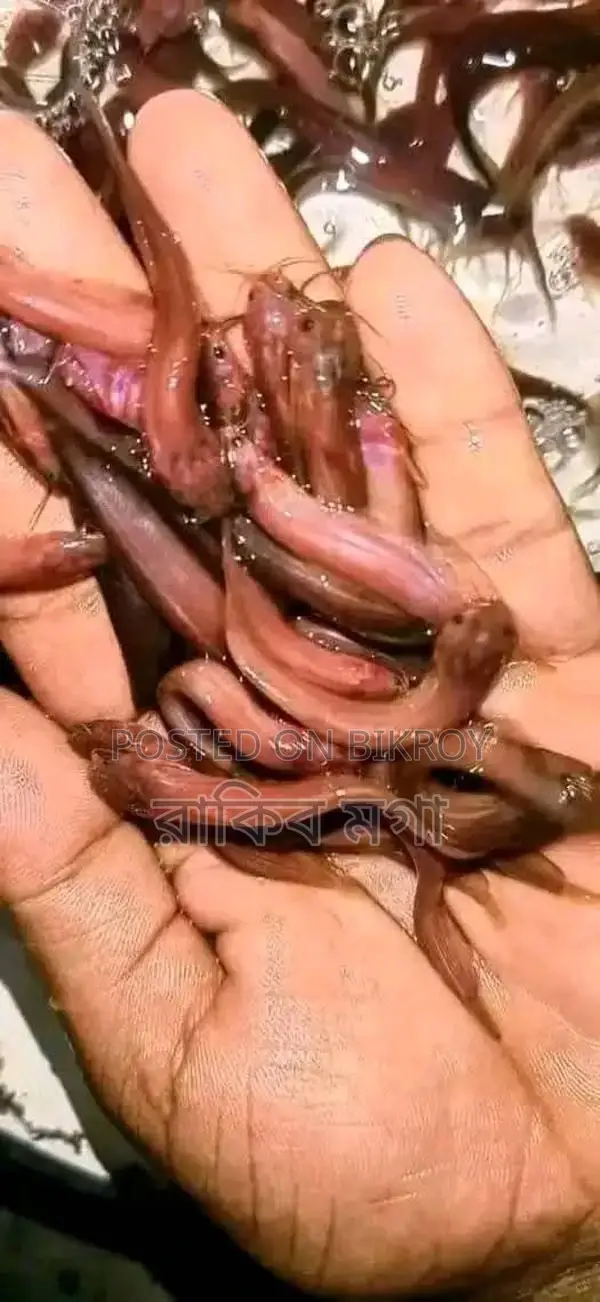 শিং মাছের পোনা
