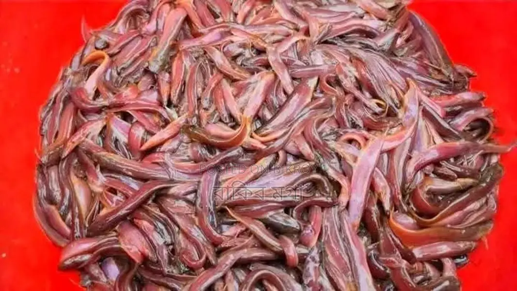 শিং মাছের পোনা
