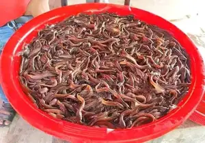 শিং মাছের পোনা
