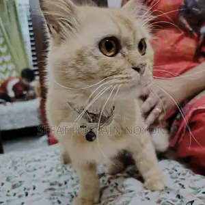 Cute Cat for Sale