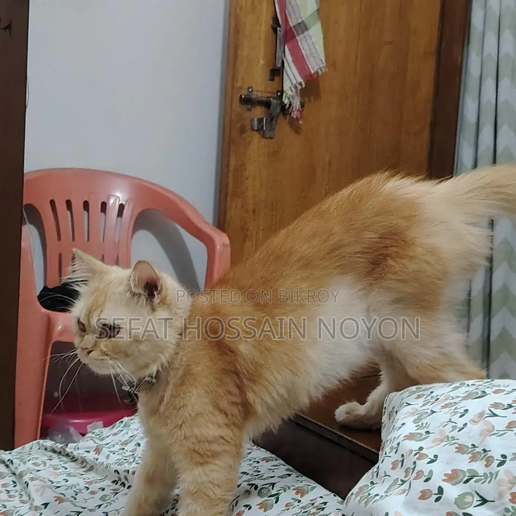 Cute Cat for Sale