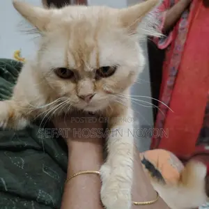 Cute Cat for Sale