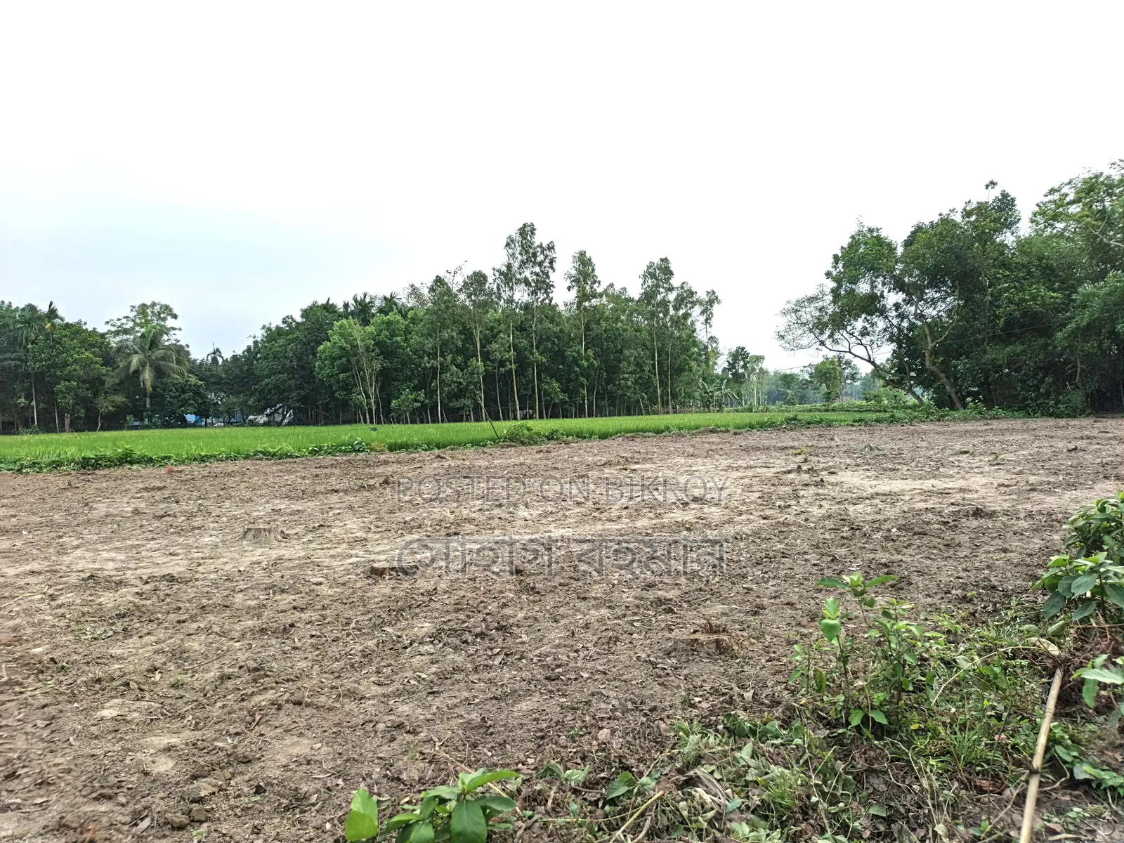 পাঁচ মাইল জামে মসজিদ থেকে ৫০০ গজ দূরে,