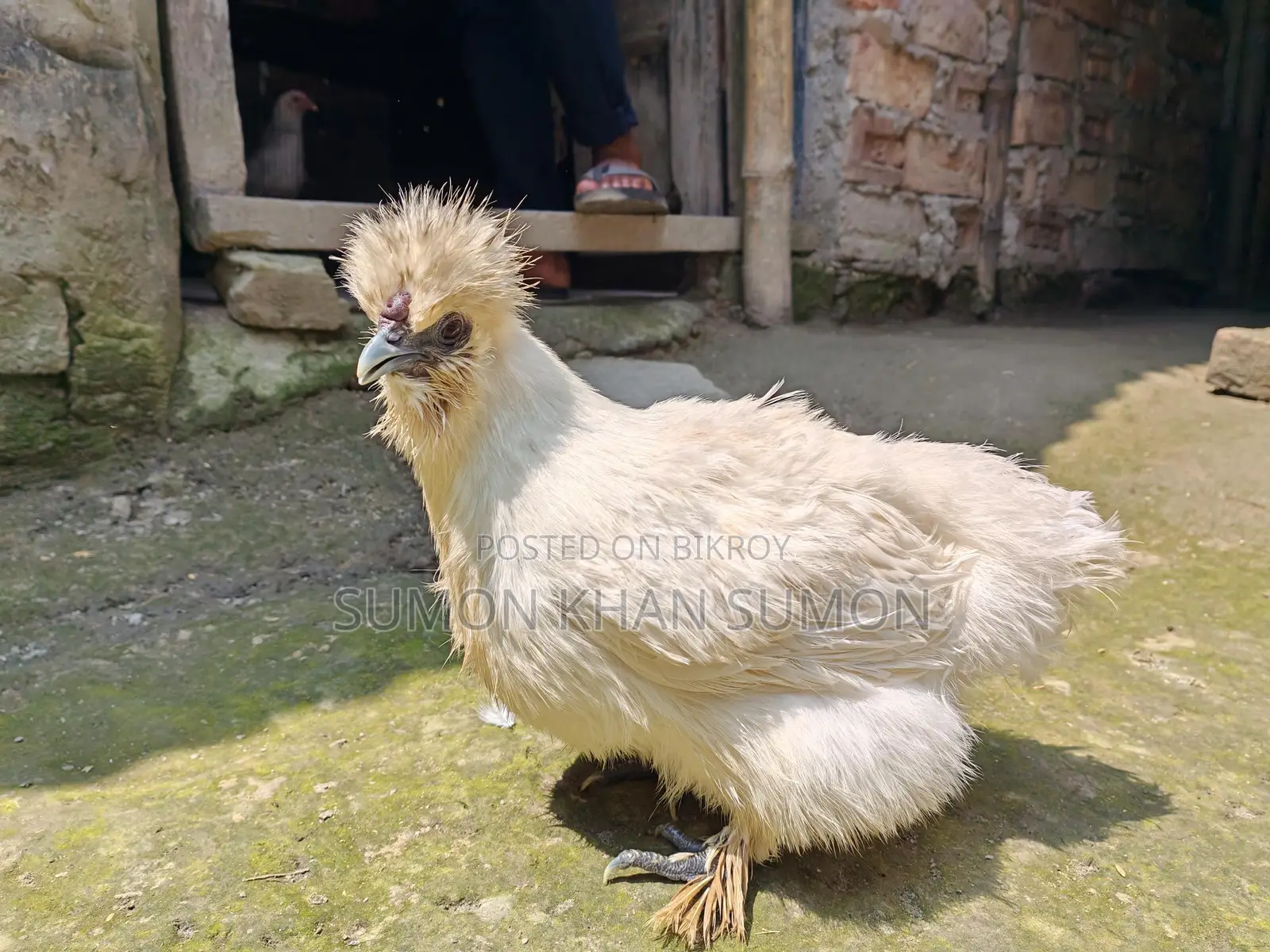 Silk Chicken for Sale
