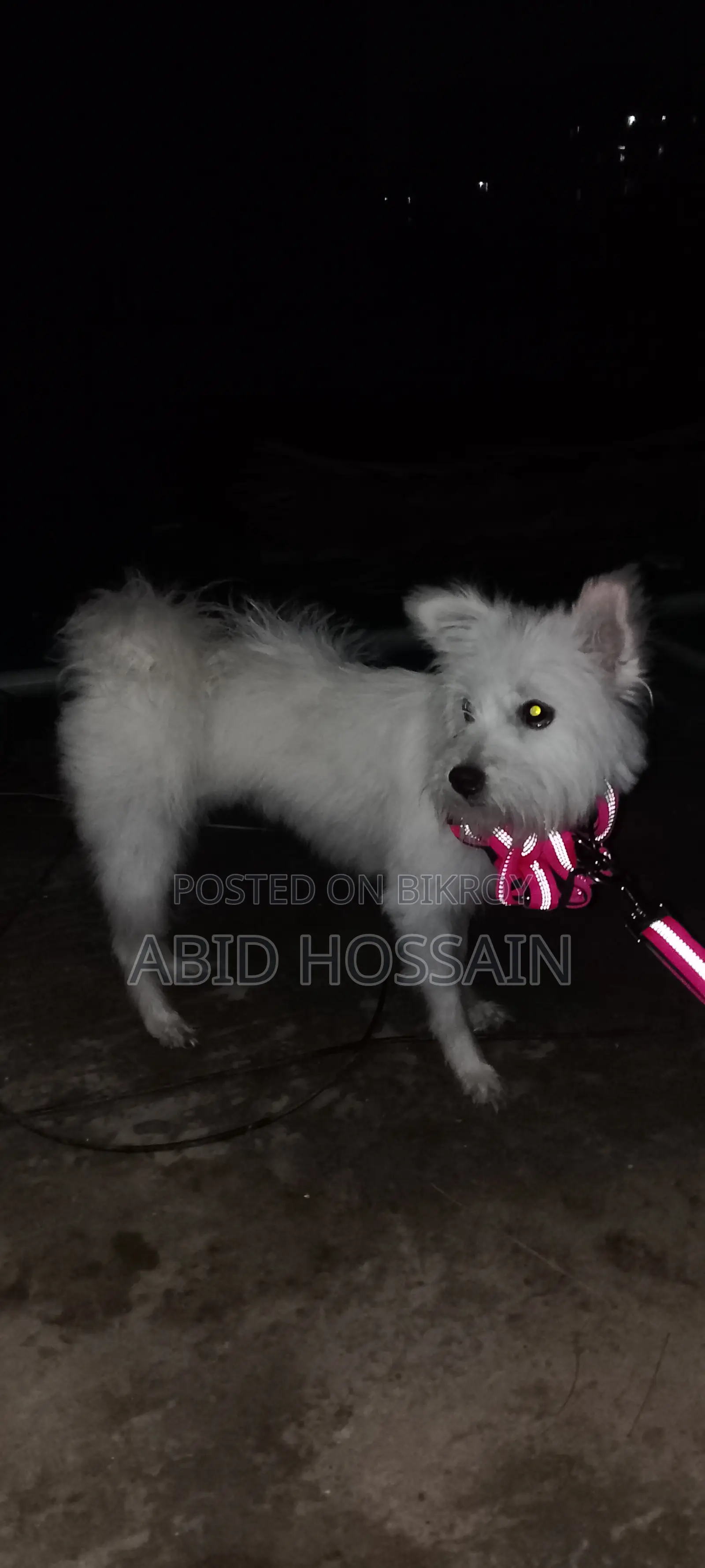 West Highland White Terrier