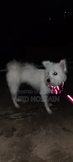 West Highland White Terrier