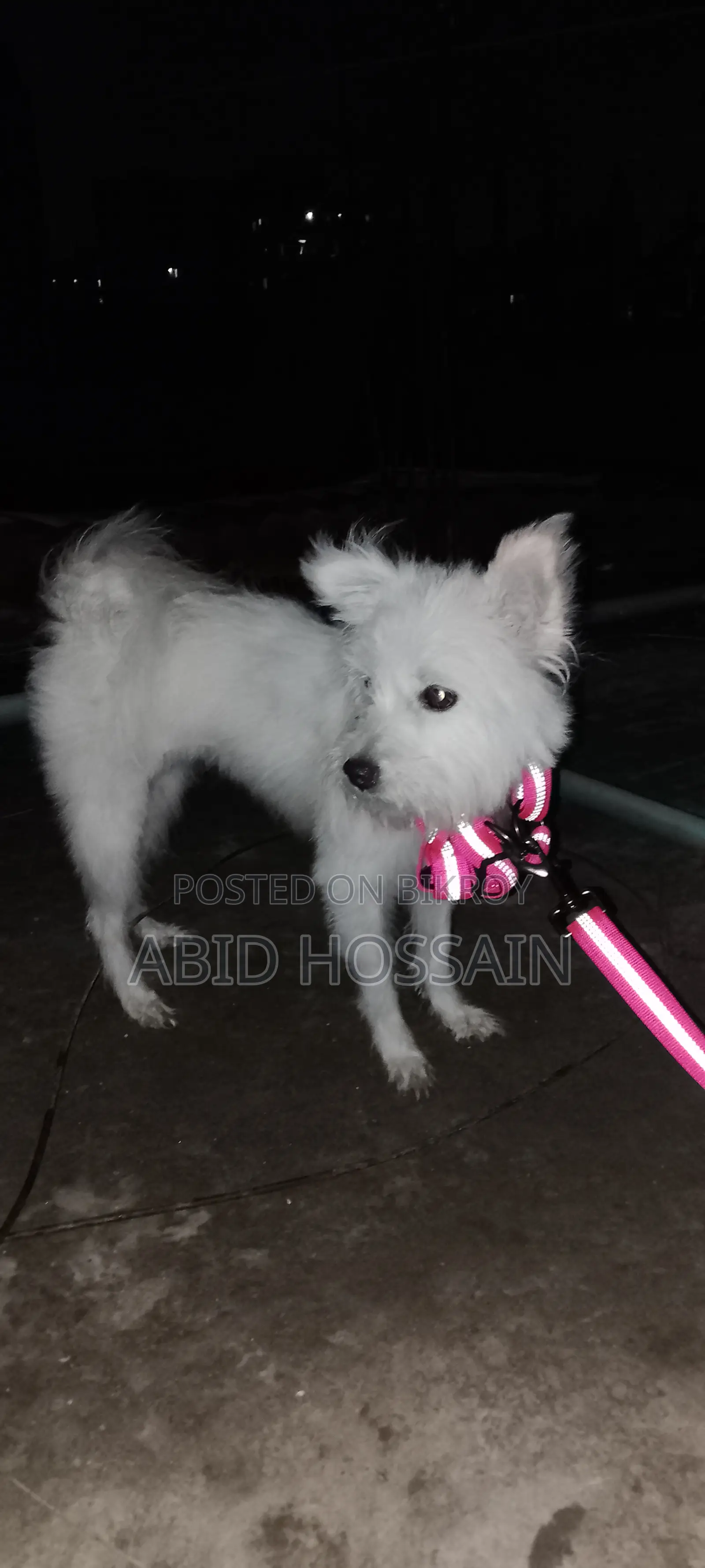 West Highland White Terrier