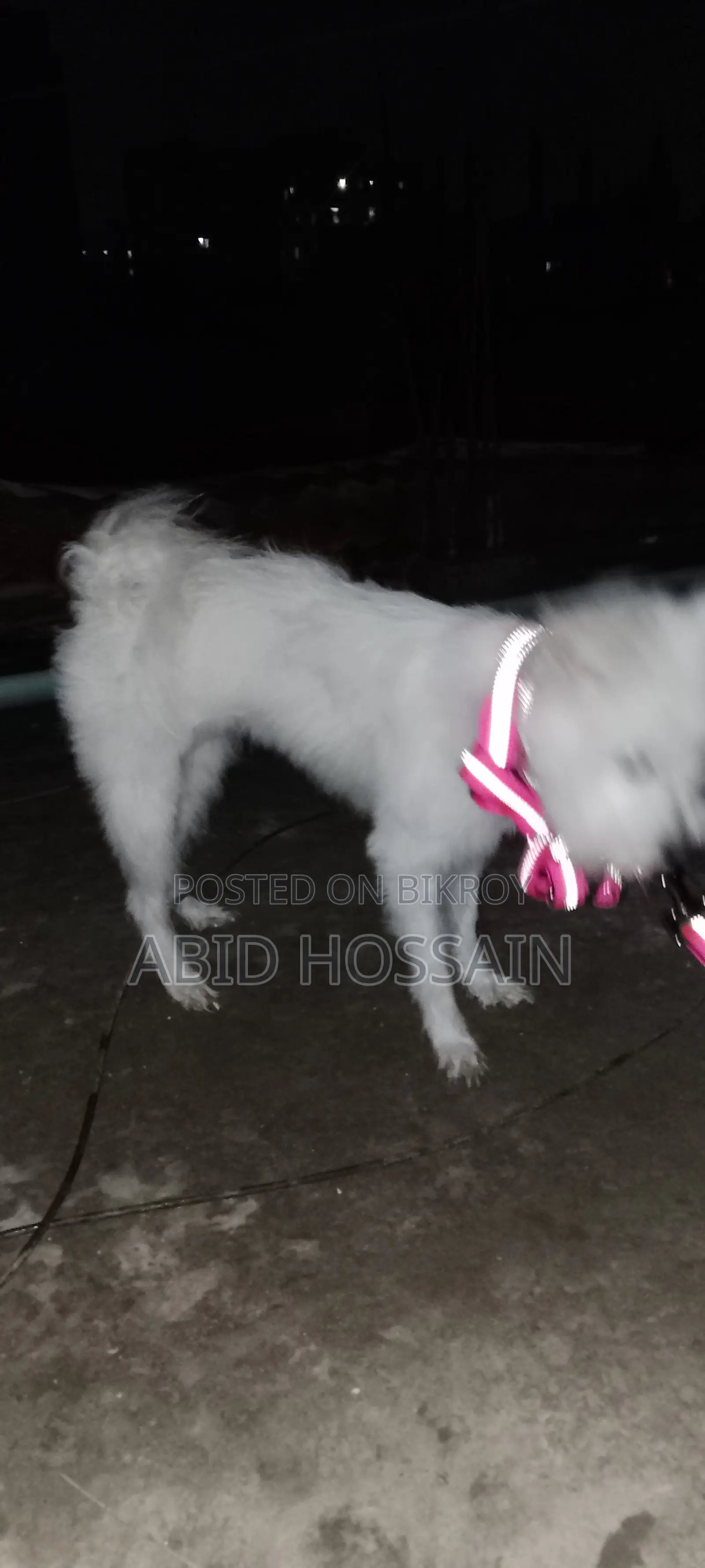 West Highland White Terrier