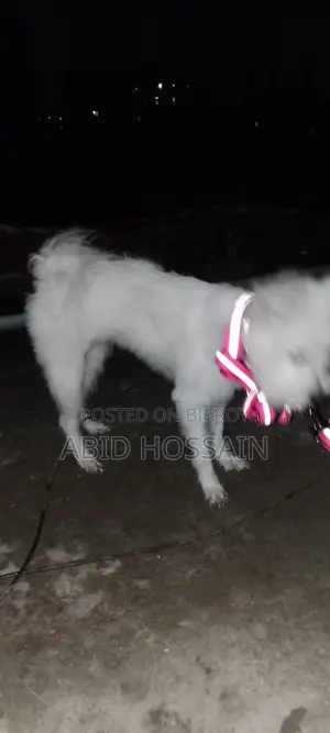 West Highland White Terrier