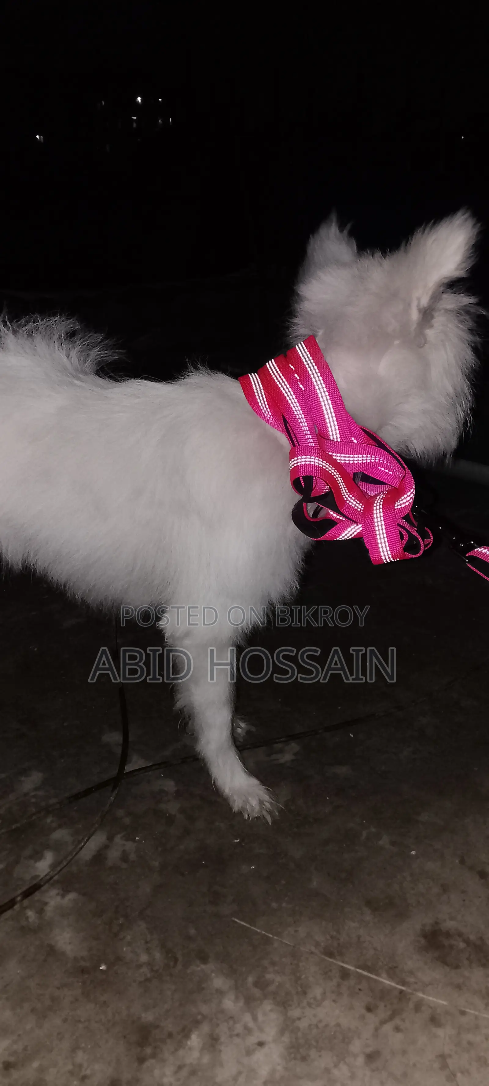 West Highland White Terrier