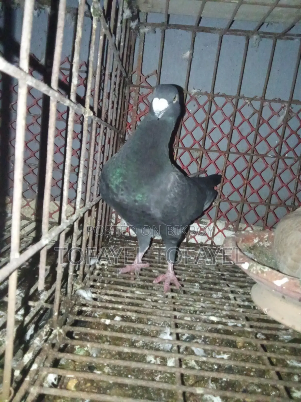 Pigeons